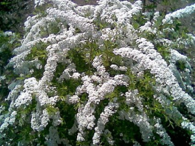 Спирея ниппонская Сноумаунд (С3 30-50 Вн)