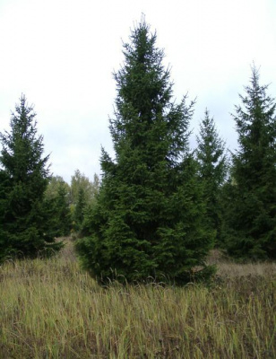 Ель обыкновенная Picea abies (130-140, ) Ви в горшке