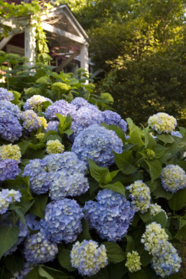 Гортензия крупнолистная Эндлесс Саммер Endless Summer BloomStar Blue С2