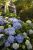 Гортензия крупнолистная Эндлесс Саммер Endless Summer BloomStar Blue С2