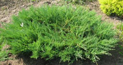 Можжевельник казацкий (Juniperus sabina 'Mas'