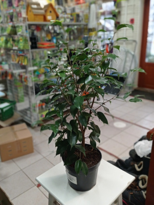 Фикус Ficus Benjamina С2