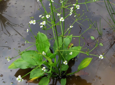 Частуха подорожниковая, или Частуха обыкновенная, Водный подорожник (Alisma plantago-aquatica)