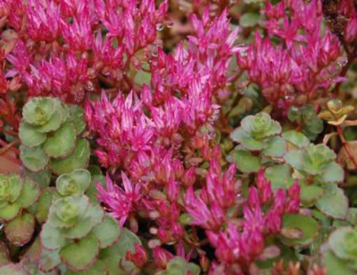Очиток ложный Sedum spurium 'Roseum' (алый,VI-VII,Н=15см,)
