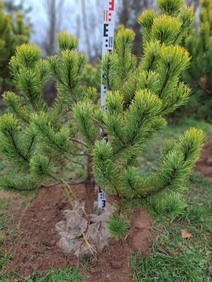 Сосна горная Винтер Голд (Pinus mugo Winter Gold Н1м, B1.5м) 90-100см RB40