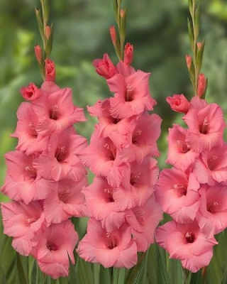 Гладиолус Gladiolus Gladiolus Fortarosa per 10