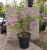 Syringa chin. 'Saugeana'