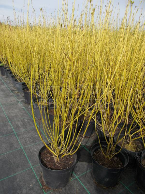 Дерен отпрысковый (Cornus stolonifera Flaviramea НВ2,0-3м, побеги желтые)  40-60 С5