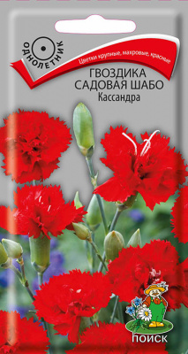 Гвоздика садовая Шабо Кассандра (ЦВ ) (