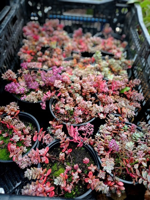 Очиток sedum наутесный Lidakense