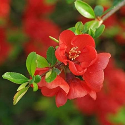 Айва японская (Chaenomeles japonica Н1,5м) C3