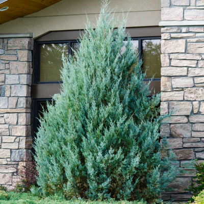 Можжевельник скальный Вичита Блю (Juniperus scop. 'Wichita Blue' Н-2м)  60см C5