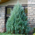 Можжевельник скальный Вичита Блю (Juniperus scop. 'Wichita Blue' Н-2м)  60см C5