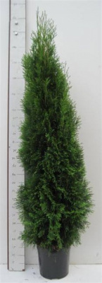 Туя западная Смарагд (Thuja occidentalis 'Smaragd' Н4м,В1,5м) 120 C20 M