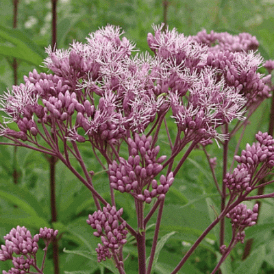 Посконник Eupatorium maculatum