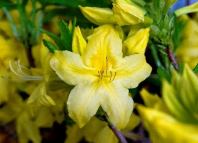 Азалия Аннеке (Azalea Anneke)