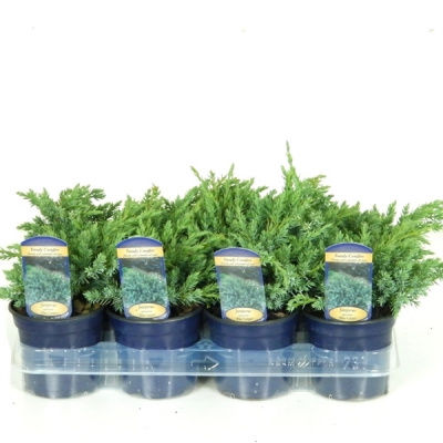 Можжевельник чешуйчатый Juniperus squamata 'Blue Carpet'