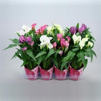 Калла Zantedeschia Mix