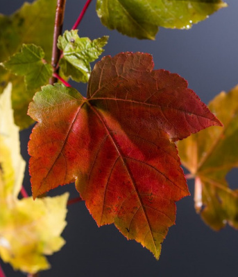 Клен красный (Acer rubrum 'Red Sunset'