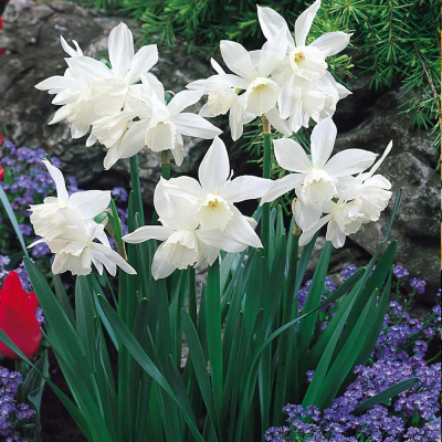 Нарцис Narcis Thalia Triandrus 10/12, per 25