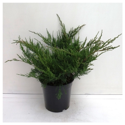 Можжевельник средний (Juniperus media 'Mint Julep' Н-1м,В-2,м)