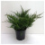 Можжевельник средний (Juniperus media 'Mint Julep' Н-1м,В-2,м)