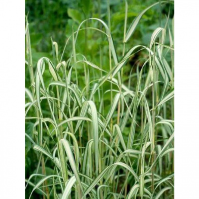 Фалярис тростниковый (Phalaris arundinacea ‘Picta’)