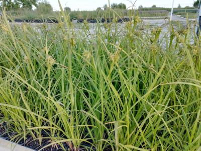 ОСОКА ГРЕЯ (Carex grayi)
