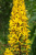 Бузульник узколистный Ligularia stenocephala 'The Rocket' (цветки желтые,Дцв=5см,VII-VIII,Н=180/70см