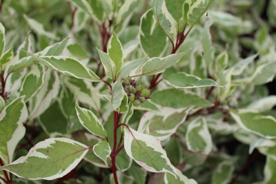 Дерен белый Элегантиссимо (Cornus alba Elegantissima Н3m)
