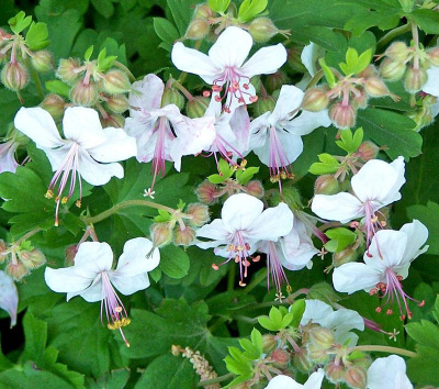 Geranium cantabrigiense 'Biokovo'