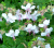 Geranium cantabrigiense 'Biokovo'