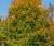 Acer platanoides Emerald Queen