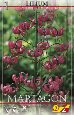 Лилия Lilium Martagon per 1