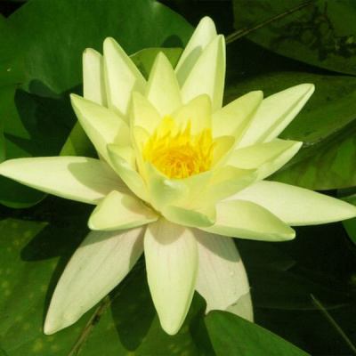 Нимфея Nymphaea Хромателла (желтая)