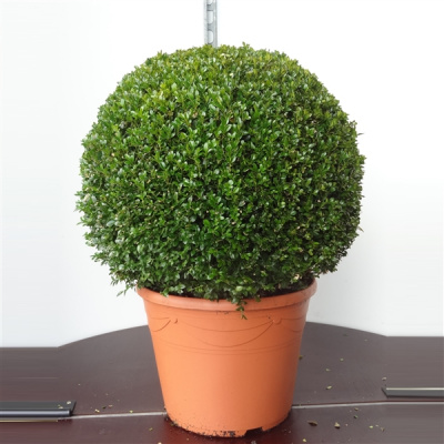 Самшит Buxus Sempervierens Bal 40см