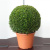 Самшит Buxus Sempervierens Bal 40см