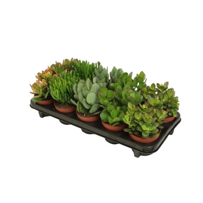 Крассула Crassula ...mix 510/20