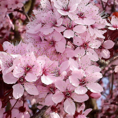Черемуха Виргинская Шуберт (PRUNUS VIRGINIANA `SCHUBERT` Н5м) 200см С10