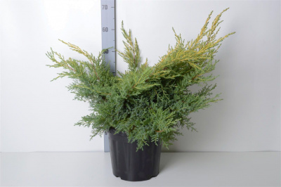 Можжевельник средний (Juniperus media 'Gold Star' Н1м В2,5м) 80-100 C10 D