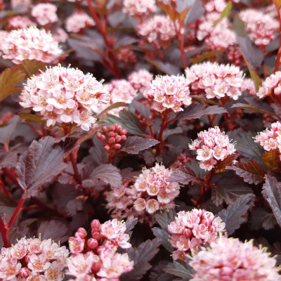 Physocarpus opulifolius `Little Joker`
