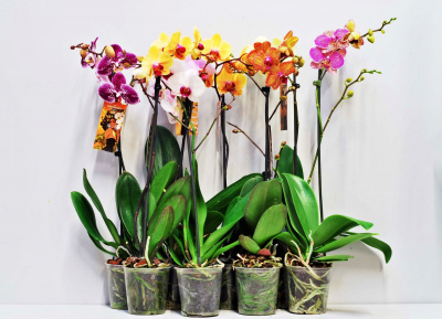 Орхидея Phalaenopsis 6-8.mix