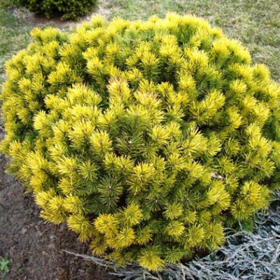 Сосна горная Pinus mugo Winter Gold (40-50 C12/d-23) H=1м D=1.2м E