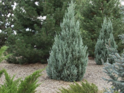 Можжевельник скальный (Juniperus scopulorum 'Moonglow'