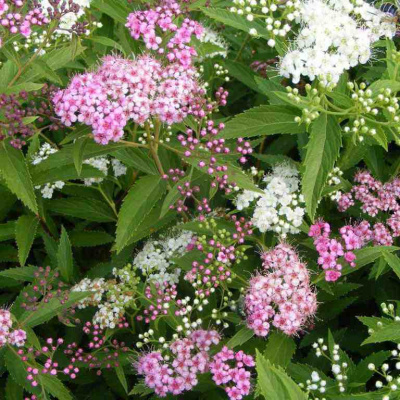 Спирея японская (Spiraea japonica Golden Carpet C2 20-30)