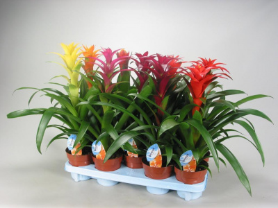 Гузмания Guzmania mix