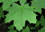 Клен остролистный (Acer platanoides) 200см  С10