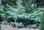 Можжевельник средний (Juniperus media 'Pfitzeriana Glauca' Н-1,5м В-3м)