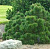 Сосна черная (Pinus nigra Helga) 25cm C5