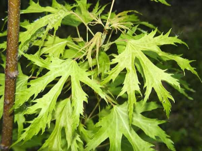 Клен серебристый (Acer saccharinum Laciniatum Wieri)